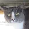 Meyronne
