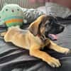 Aldo, le chiot