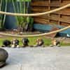 Aldo, le chiot
