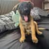 Aldo, le chiot