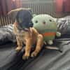 Aldo, le chiot