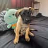Aldo, le chiot