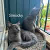 SMOCKY et BASTET