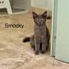 SMOCKY et BASTET