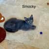 SMOCKY et BASTET