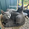 SMOCKY et BASTET