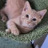 BERLIOZ