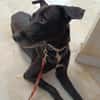 Cachou, la boule de tendresse