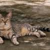 RAYA, chat femelle européen junior