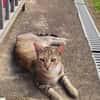 RAYA, chat femelle européen junior