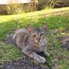 RAYA, chat femelle européen junior