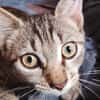 ZOE, chaton femelle type européen