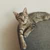 ZOE, chaton femelle type européen