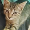 ZOE, chaton femelle type européen