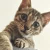 ZOE, chaton femelle type européen