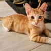 MELO, chaton créole mâle