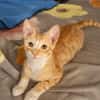 MELO, chaton créole mâle