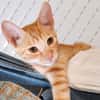 MELO, chaton créole mâle