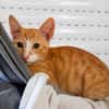 MELO, chaton créole mâle