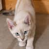 MONA, chaton femelle Croisée Siamoise