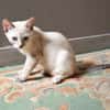 MONA, chaton femelle Croisée Siamoise