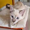 MONA, chaton femelle Croisée Siamoise