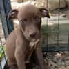 PARKER, chiot mâle Berger Créole
