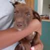 PARKER, chiot mâle Berger Créole