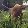 PARKER, chiot mâle Berger Créole
