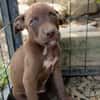 PARKER, chiot mâle Berger Créole