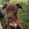 PARKER, chiot mâle Berger Créole