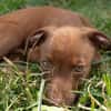PARKER, chiot mâle Berger Créole