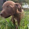 PARKER, chiot mâle Berger Créole