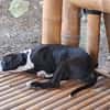 NINO, chiot mâle Croisé Boxer & Labrador