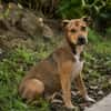 NOISETTE, chiot femelle Berger Créole