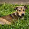 NOISETTE, chiot femelle Berger Créole