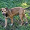 NOISETTE, chiot femelle Berger Créole