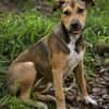NOISETTE, chiot femelle Berger Créole