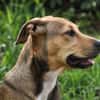 NOISETTE, chiot femelle Berger Créole
