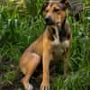 NOISETTE, chiot femelle Berger Créole