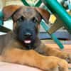 PAKO, chiot mâle Croisé Berger Malinois