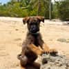 PAKO, chiot mâle Croisé Berger Malinois