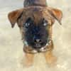 PAKO, chiot mâle Croisé Berger Malinois
