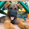 PAKO, chiot mâle Croisé Berger Malinois
