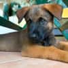 PAKO, chiot mâle Croisé Berger Malinois