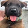 PAKO, chiot mâle Croisé Berger Malinois