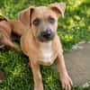 MANOE, chiot femelle Berger Créole