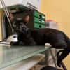 BLACKY, chaton mâle européen