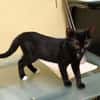 BLACKY, chaton mâle européen
