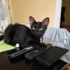 BLACKY, chaton mâle européen